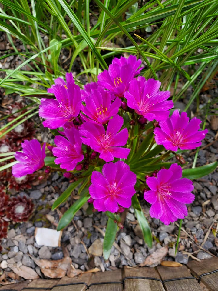 Lewisia longipetala 'Little Raspberry' (bitterroot), entire plant in bloom.