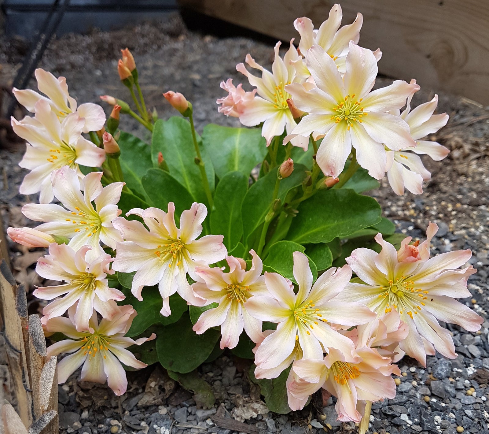 Lewisia tweedyi 'Lovedream' (bitterroot), entire plant in bloom.
