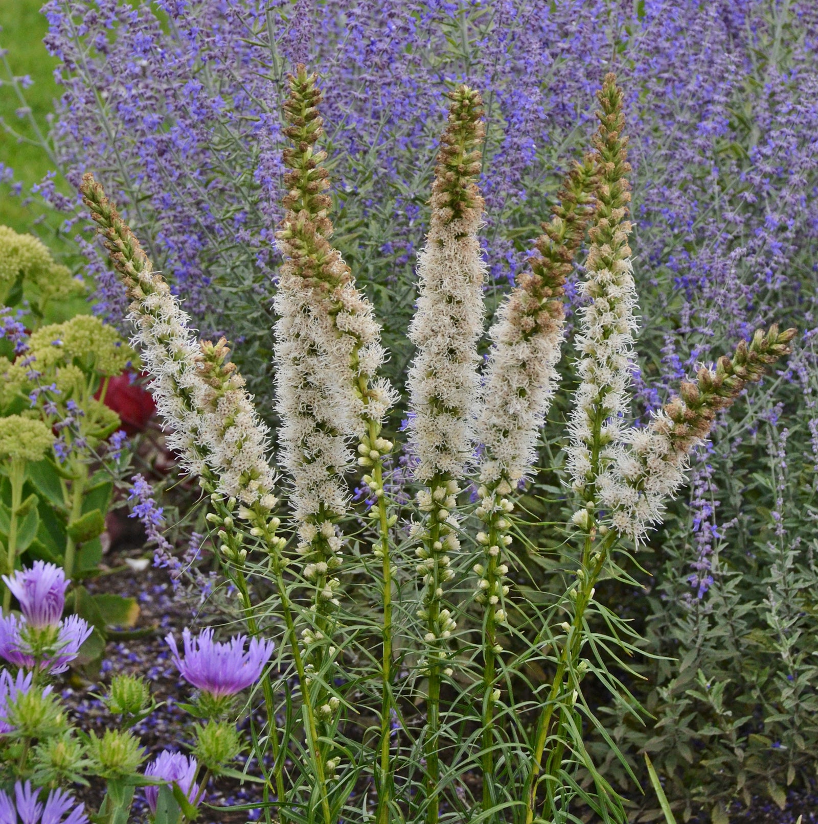 Liatris spicata 'Floristan White' (blazing star), flowers and foliage.
