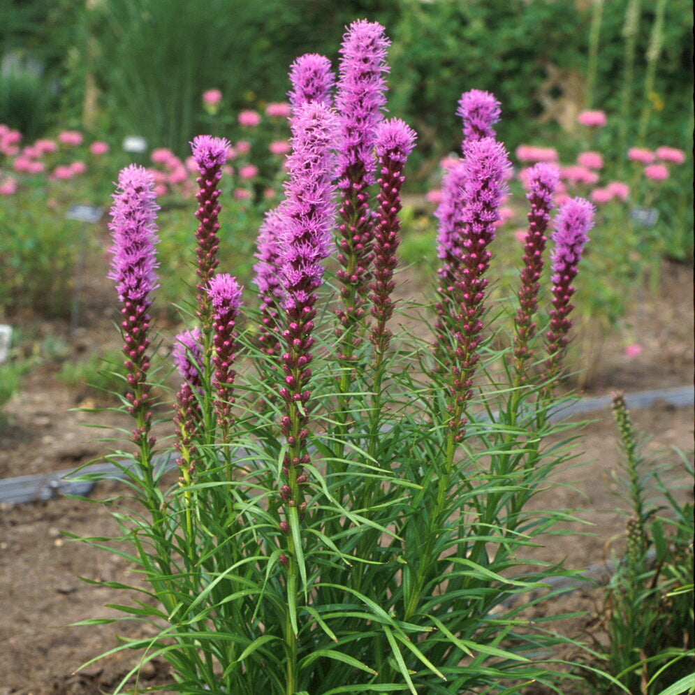 Liatris spicata 'Kobold' (blazing star), entire plant in bloom.