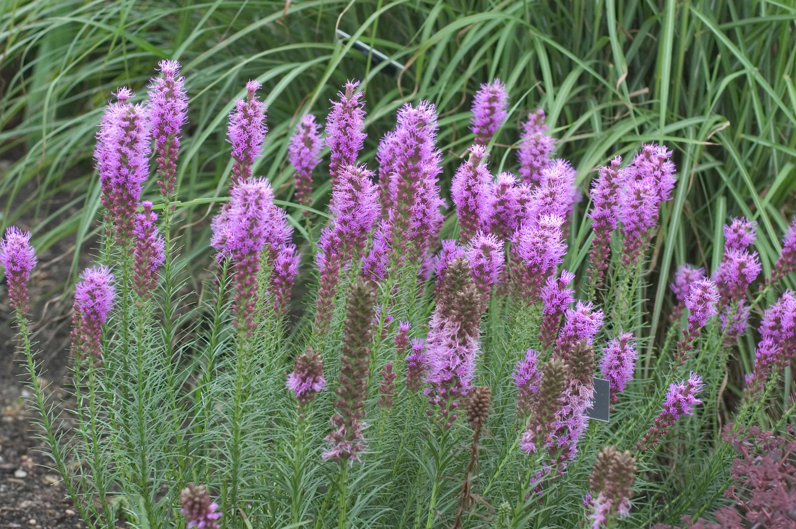 Liatris spicata (blazing star), mass of flowers and foliage.