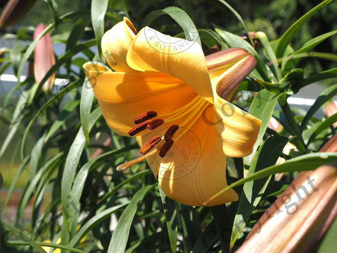 Lily, Trumpet 'African Queen'
