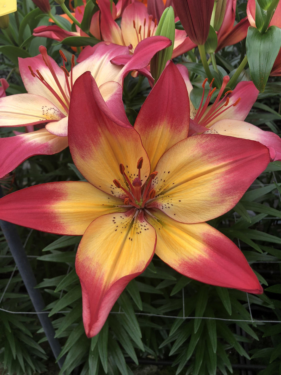 Lily, Asiatic 'Heartstrings'