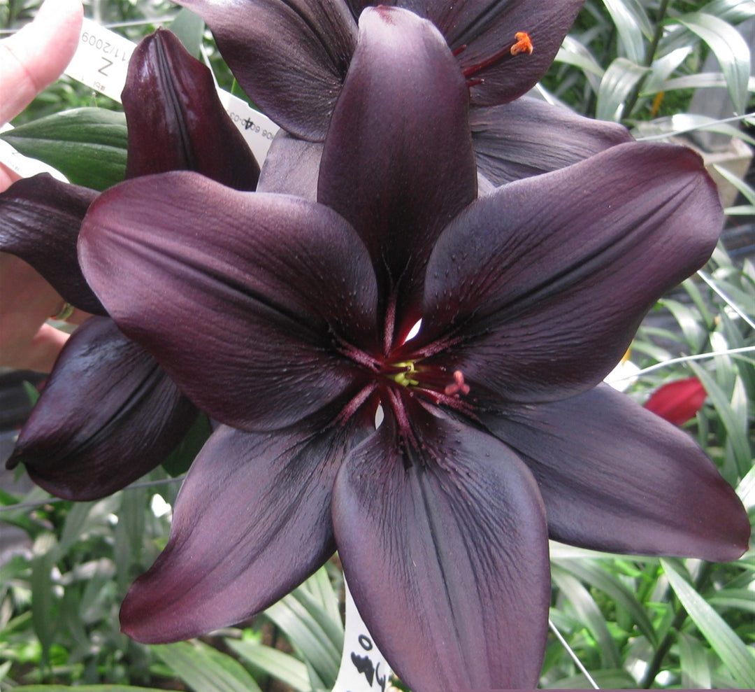 asiatic black lilies Lily, Asiatic 'Landini' – Greenland Garden Centre