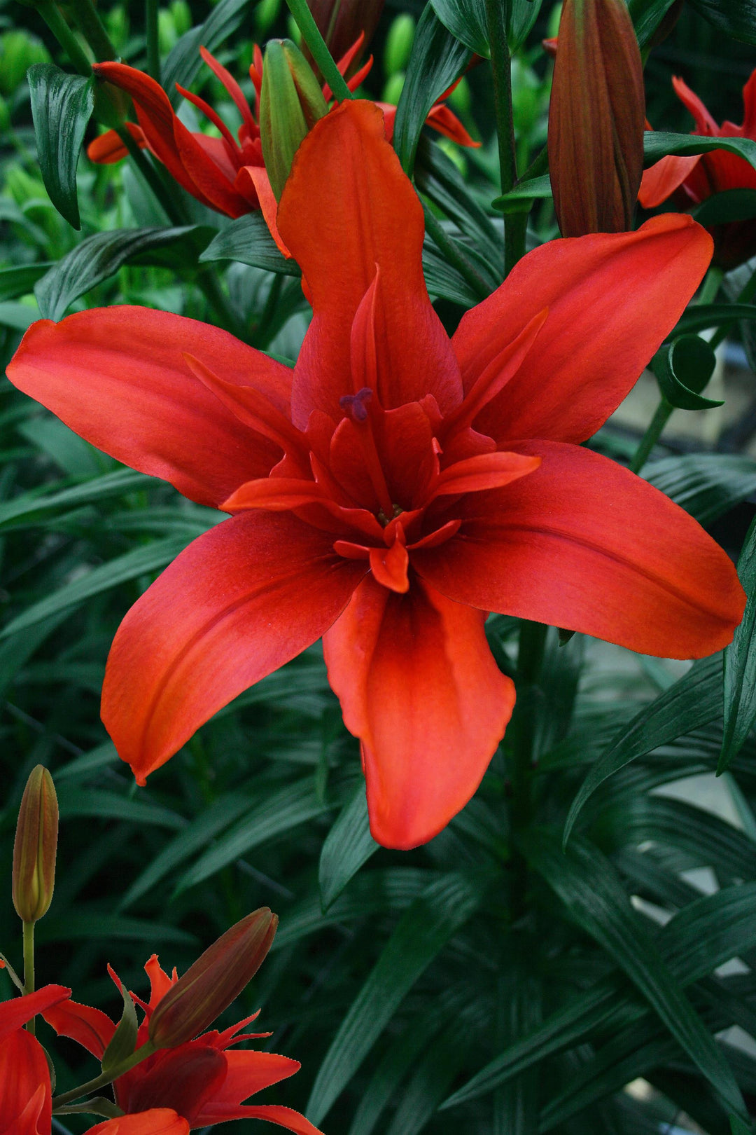 asiatic double lily Lily, Asiatic 'Red Twin' – Greenland Garden Centre