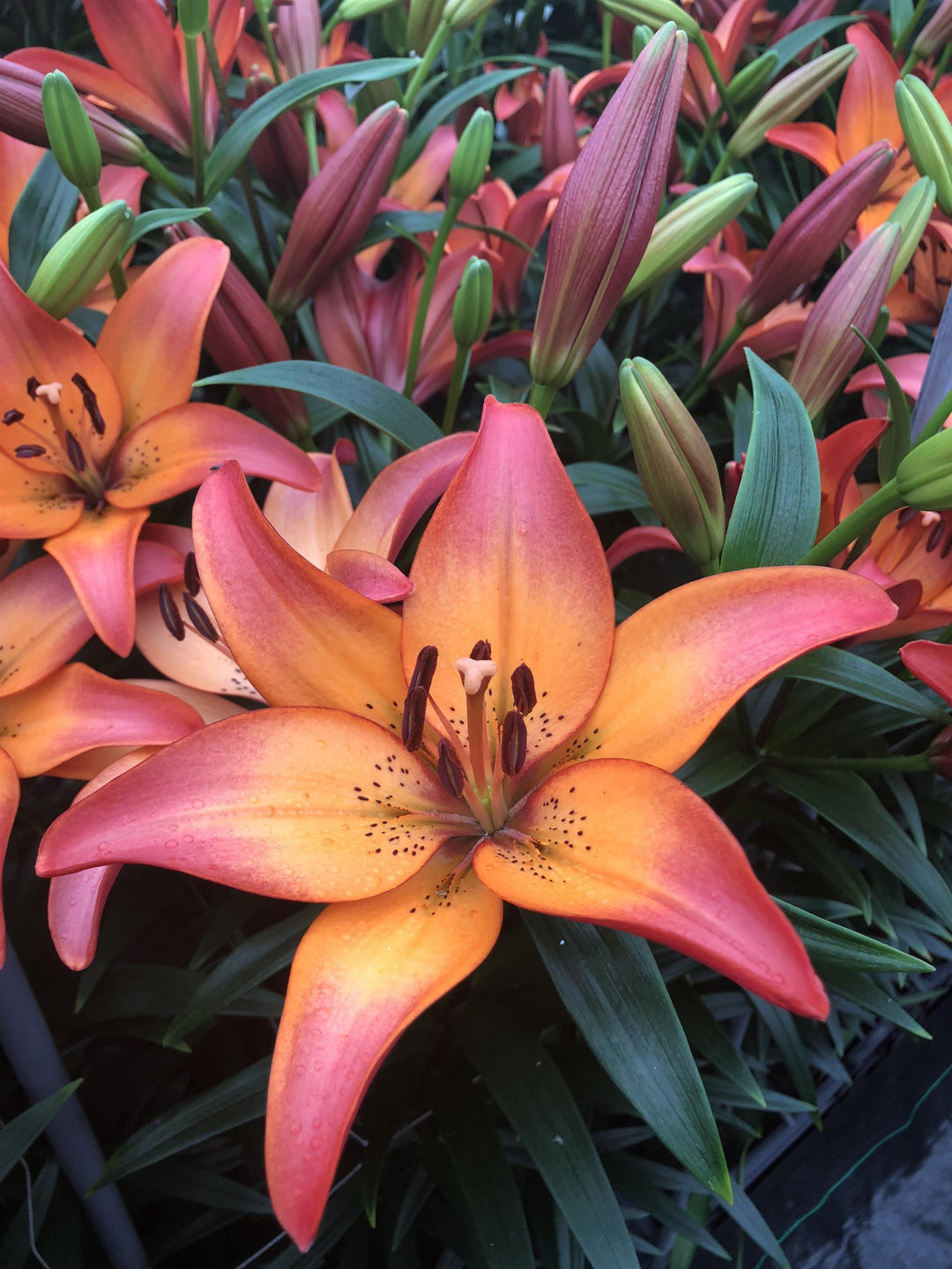 royal sunset lily flower Lily, LA 'Royal Sunset' – Greenland Garden Centre
