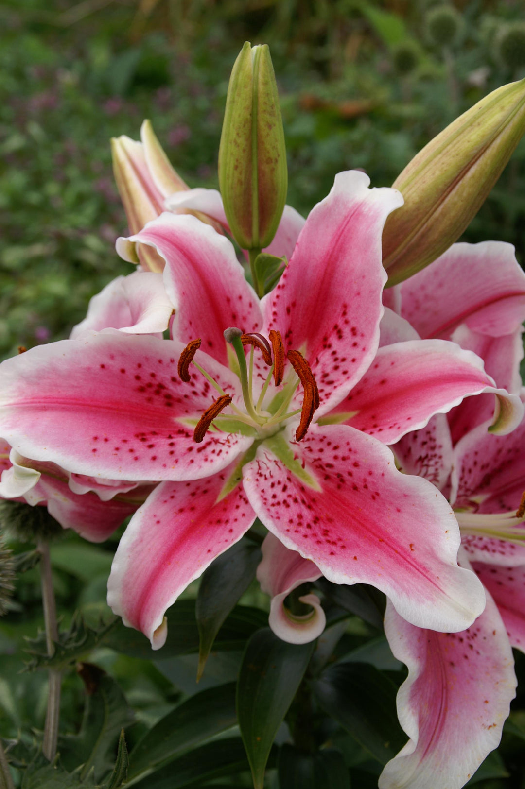 Lily, Oriental 'Stargazer'