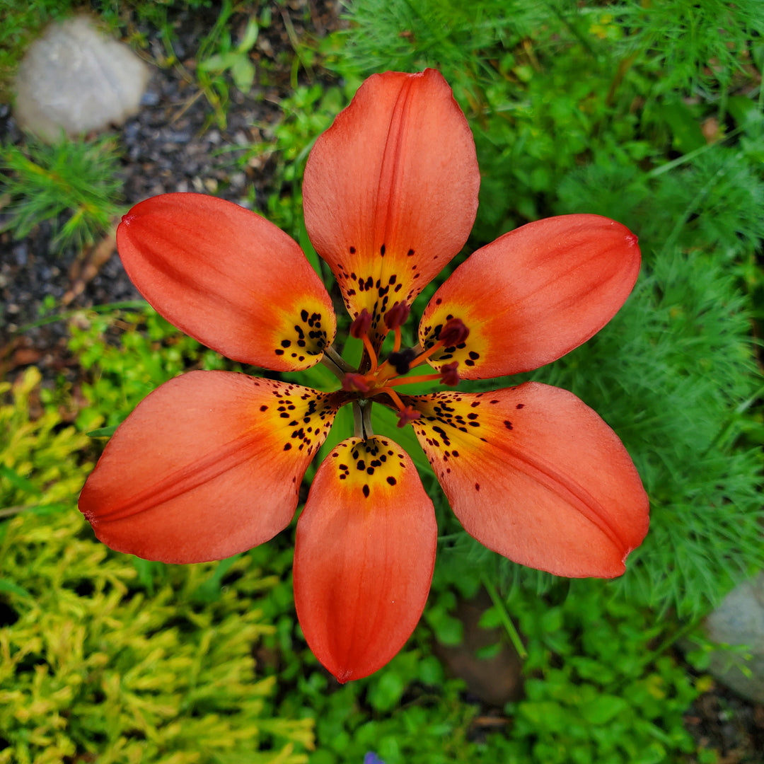 western red lily saskatchewan flower Lily, Western Wood – Greenland Garden Centre