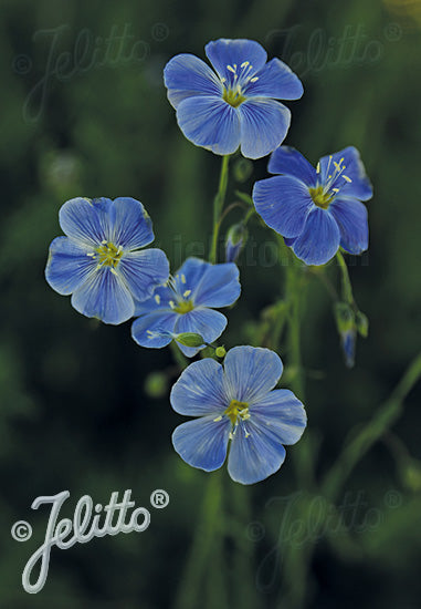 Flax, Wild Blue