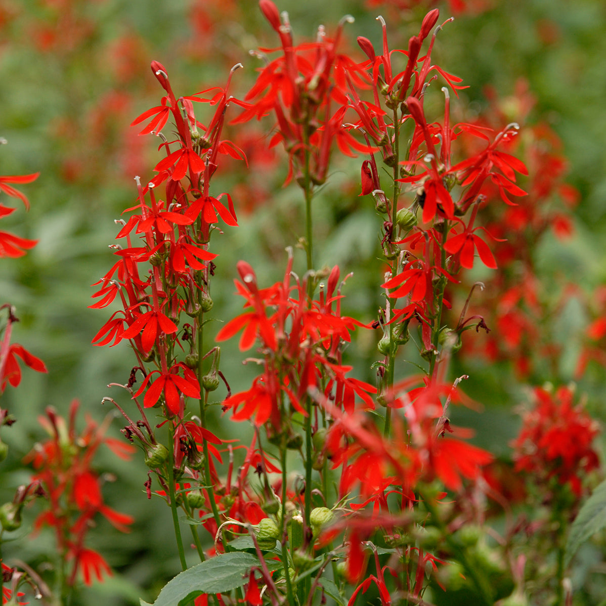Lobelia cardinalis (cardinal flower), close-up of flowers.