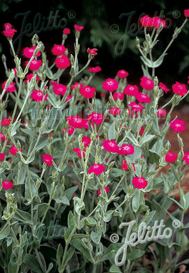 Lychnis coronaria 'Atrosanguinea' (rose campion), close-up of flowers and foliage.