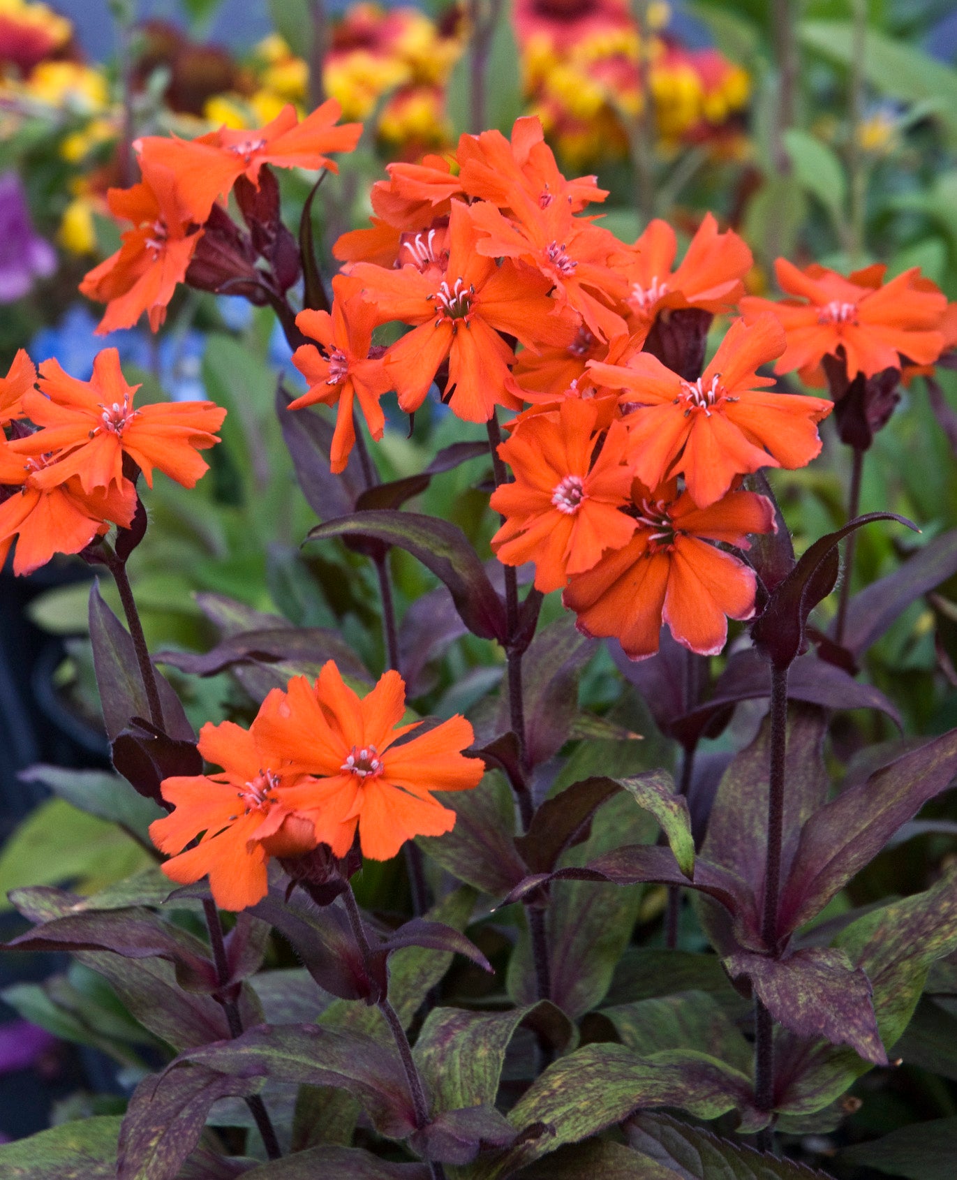 Lychnis x arkwrightii 'Orange Zwerg' (campion), close-up of flowers and foliage.