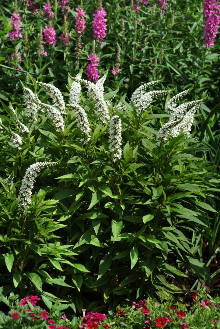 Loosestrife, Gooseneck