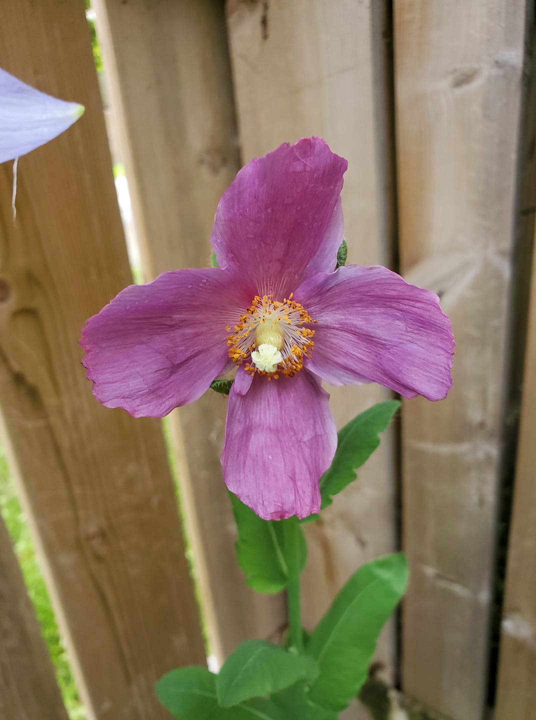 Poppy, Himalayan 'Hensol Violet'