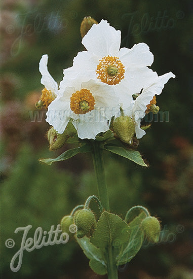 Poppy, Himalayan White