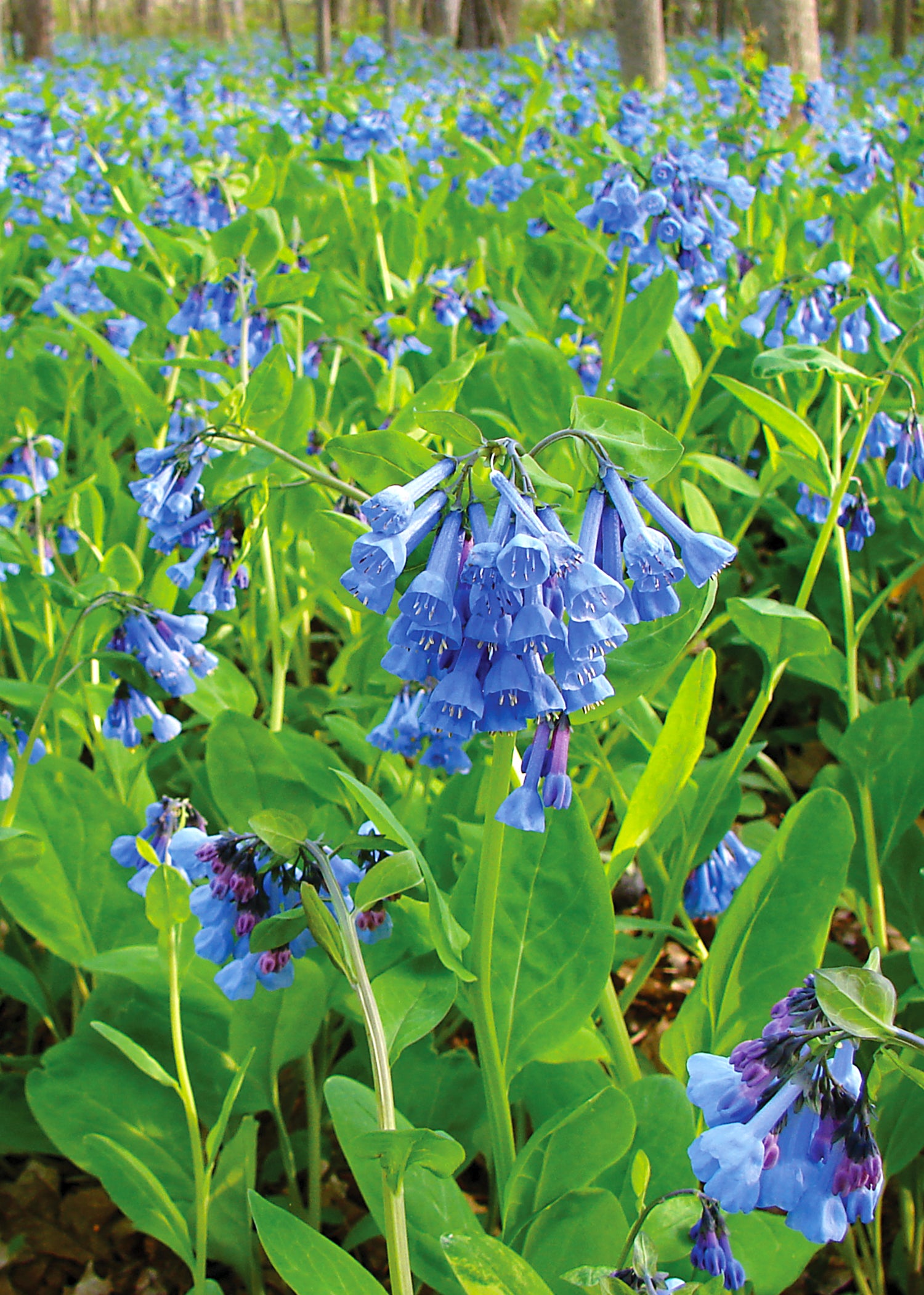 Mertensia virginica (Virginia bluebells), close-up of flowers and foliage.