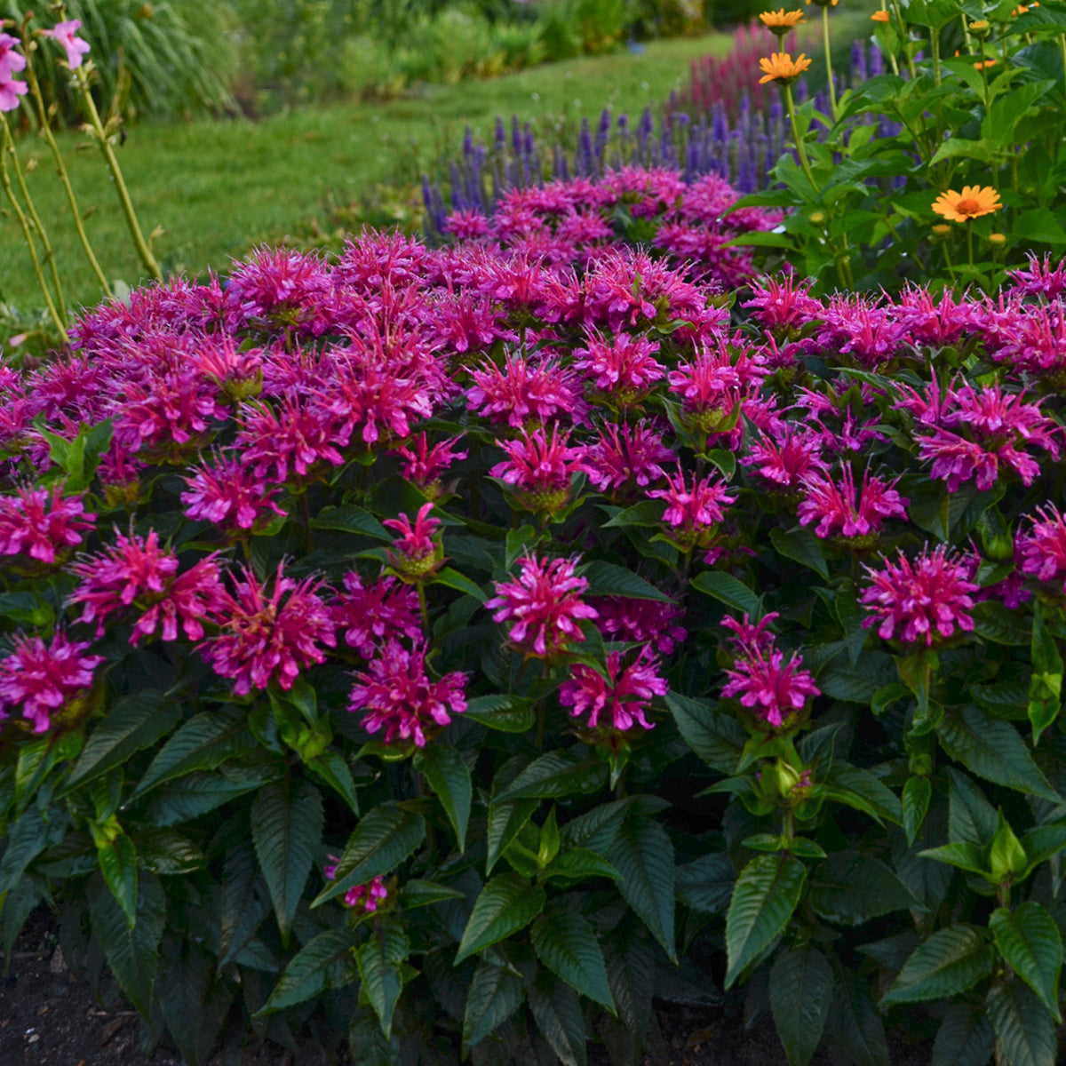 Monarda 'Pardon My Purple' (beebalm), entire plant in bloom.
