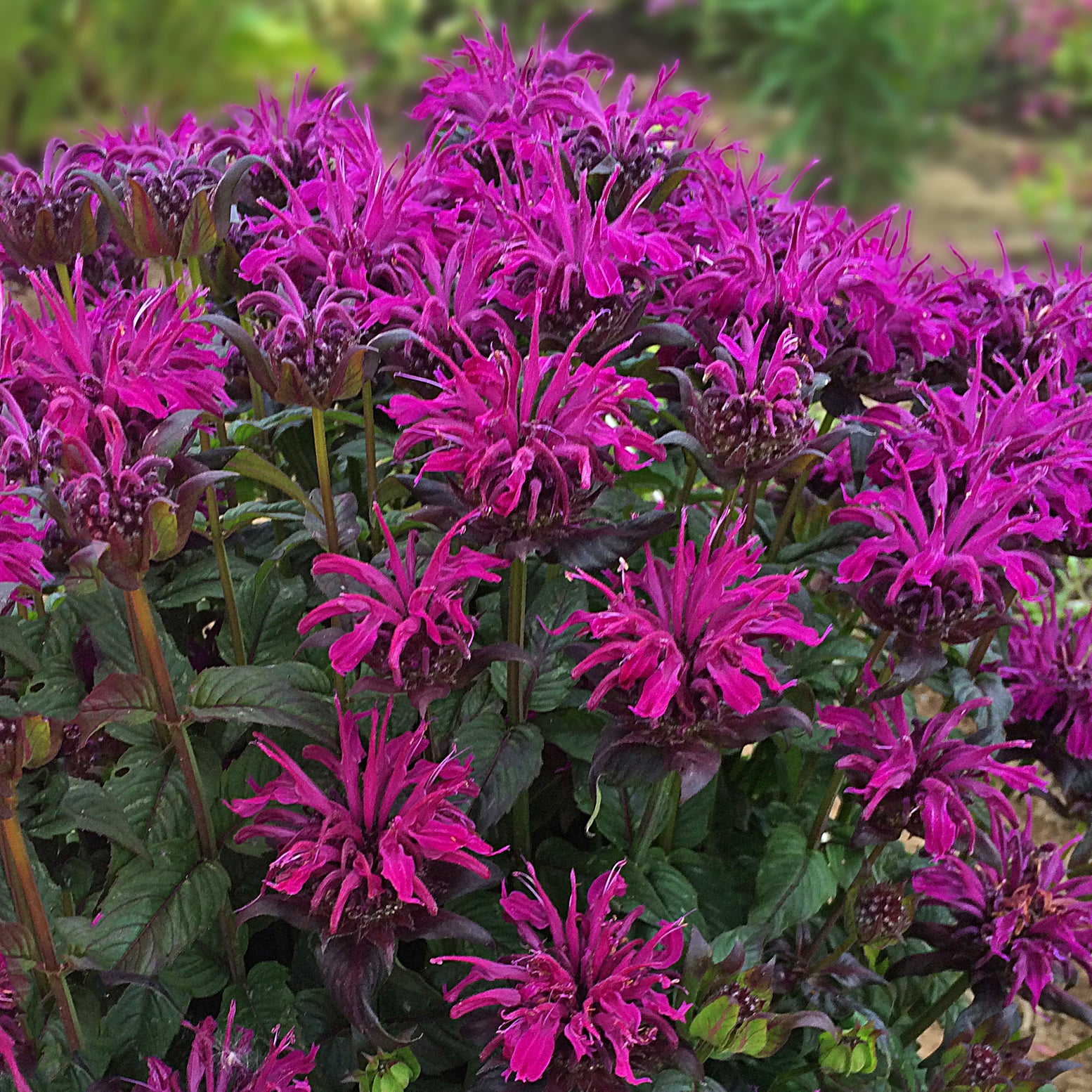 Monarda 'Rockin' Raspberry' (beebalm), close-up of flowers.