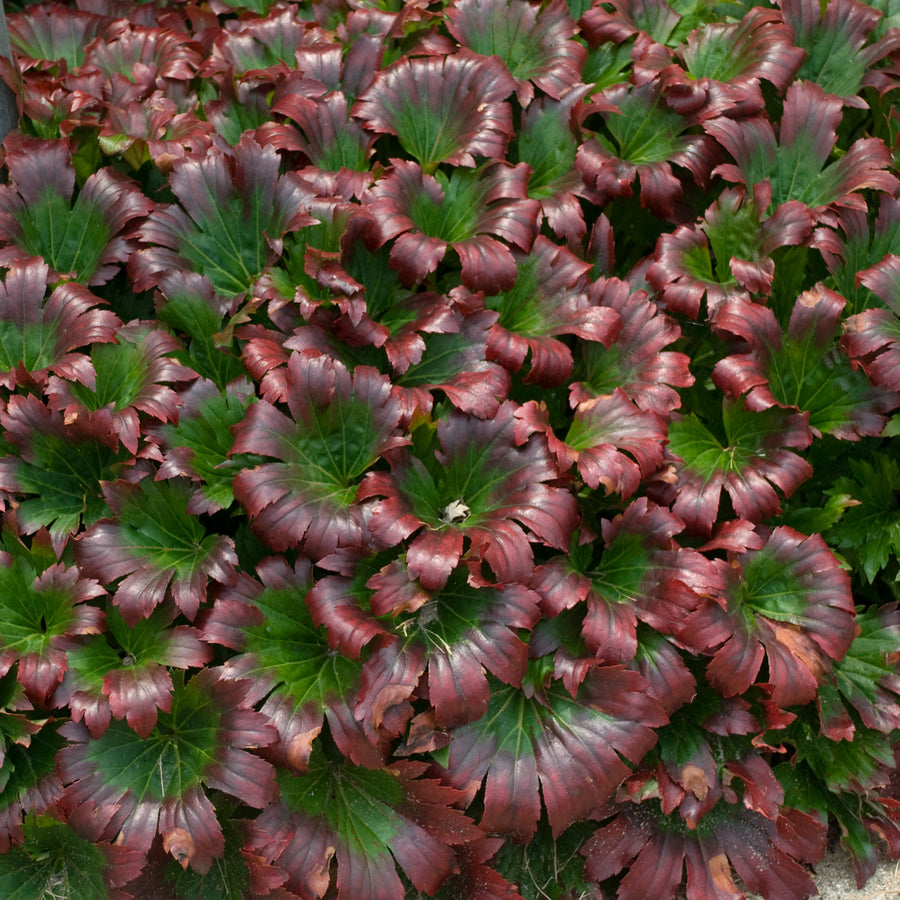 Mukdenia x rossii 'Karasuba' (crimson fans), close-up of foliage with late summer/fall colour.