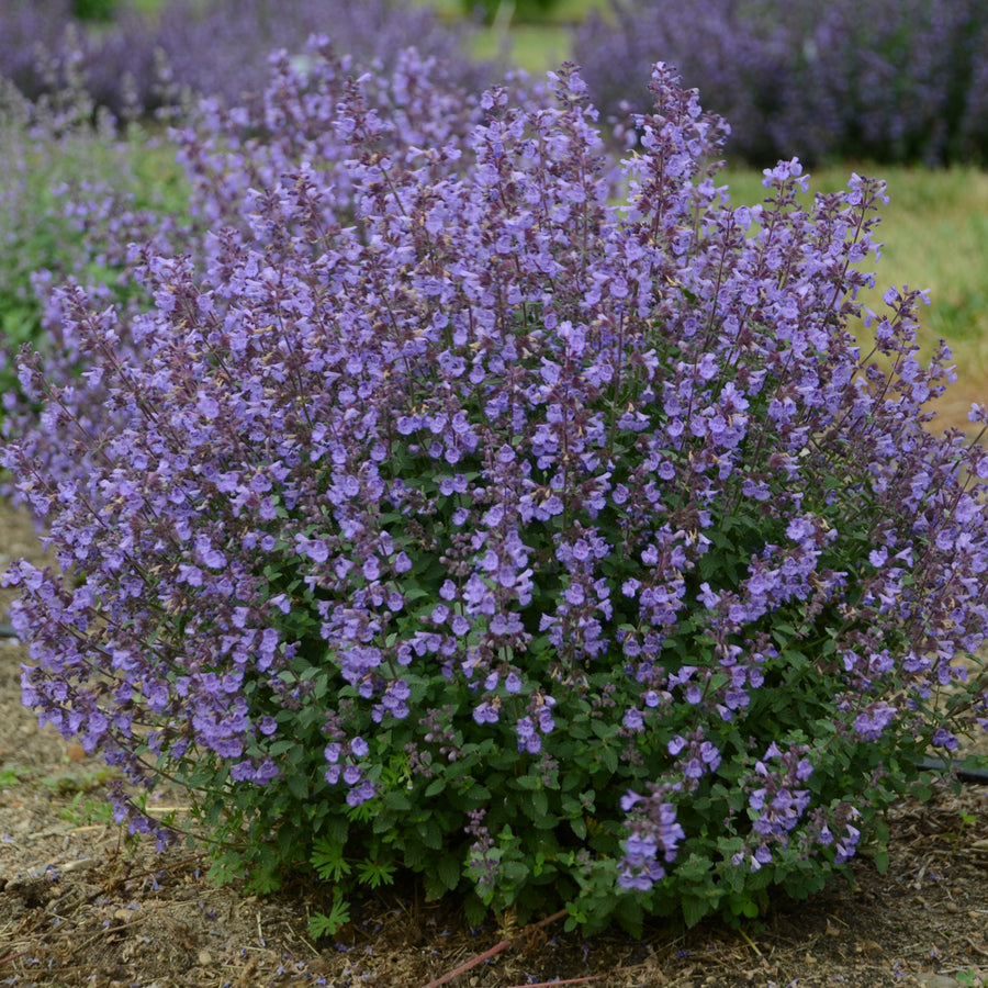 Nepeta x faassenii 'Kitten Around' (catmint), entire plant in bloom.