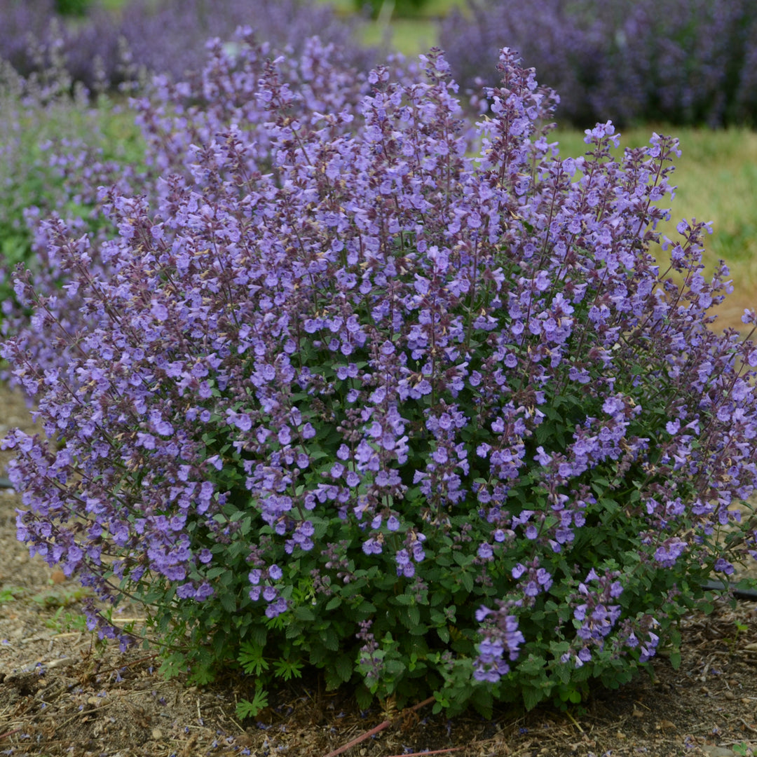 Nepeta x faassenii 'Kitten Around' (catmint), entire plant in bloom.