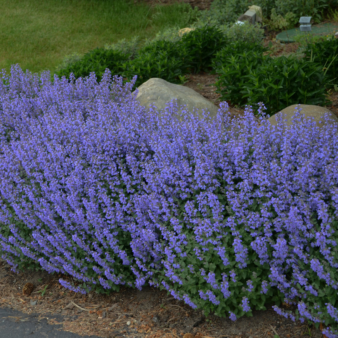Nepeta x faassenii 'Purrsian Blue' (catmint), grouping of plants in bloom.
