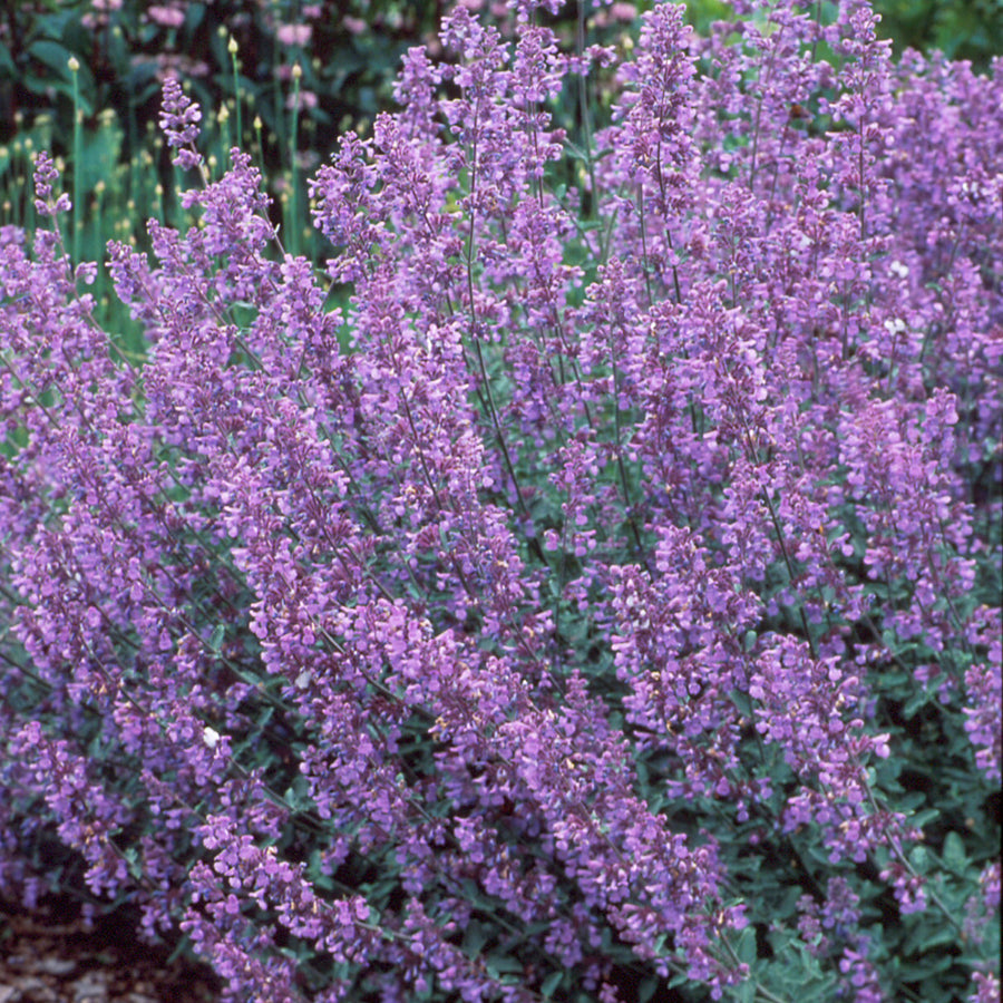 Nepeta x faassenii 'Walker's Low' (catmint), close-up of flowers.