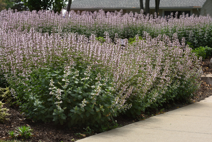 Nepeta 'Whispurr Pink' (catmint), entire plant in bloom.