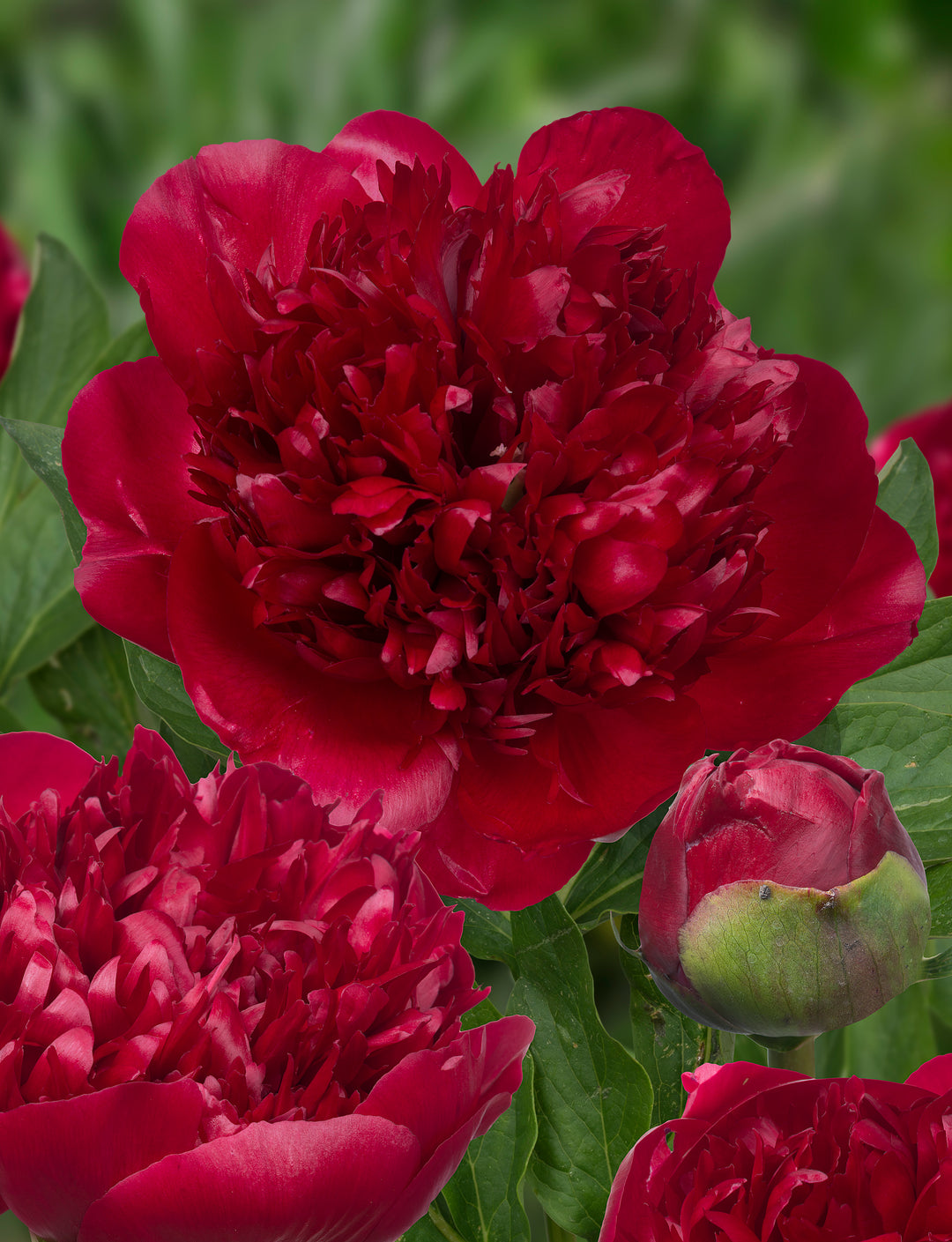 Peony 'Christmas Velvet'