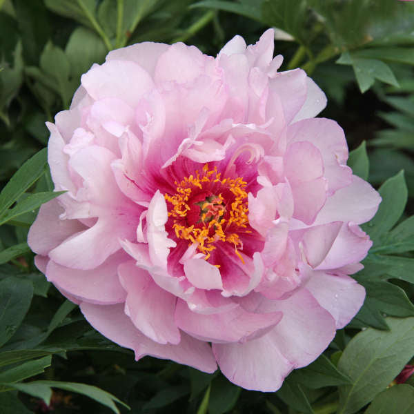 Peony, Itoh 'Frist Arrival'