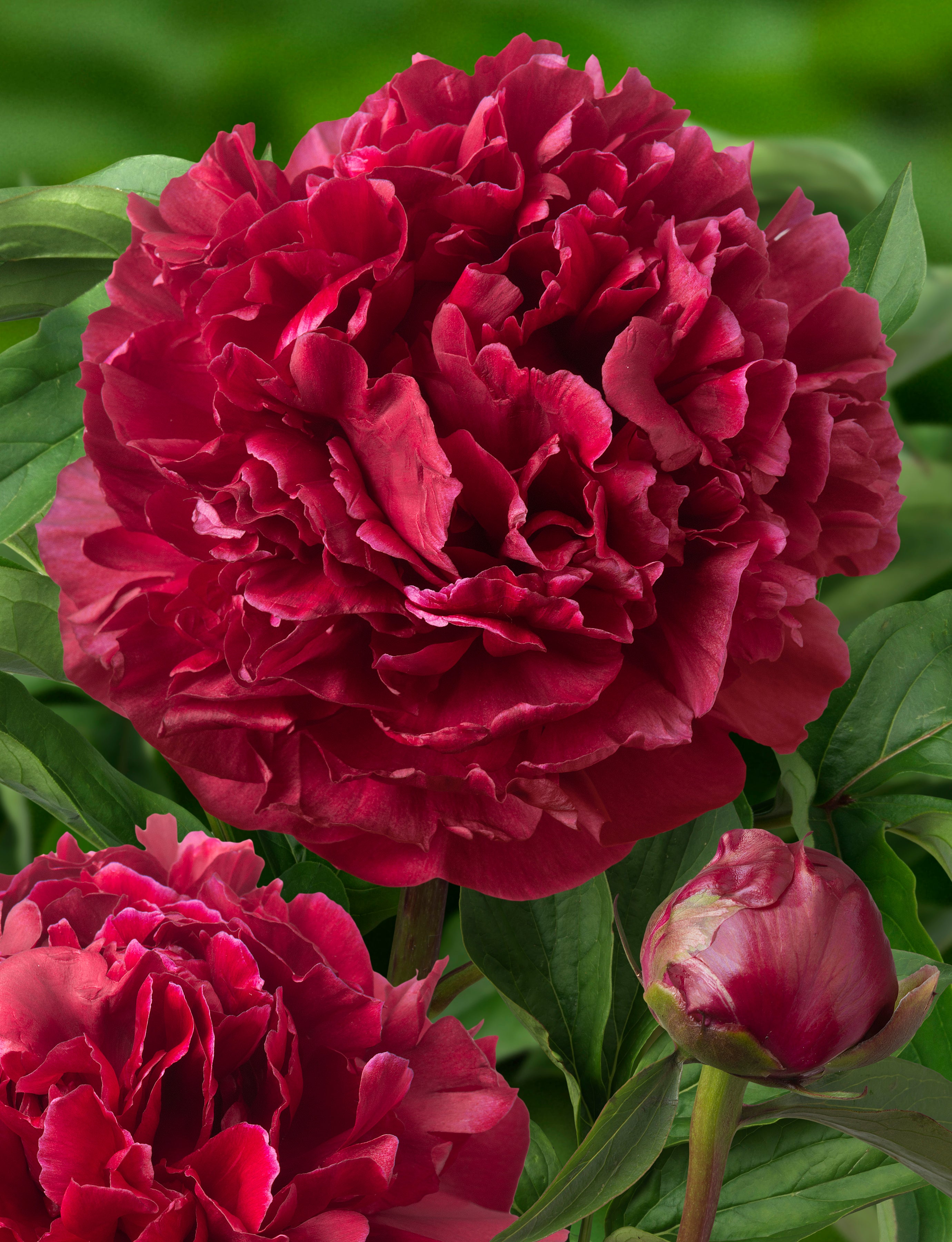 Peony 'Highlight' – Greenland Garden Centre