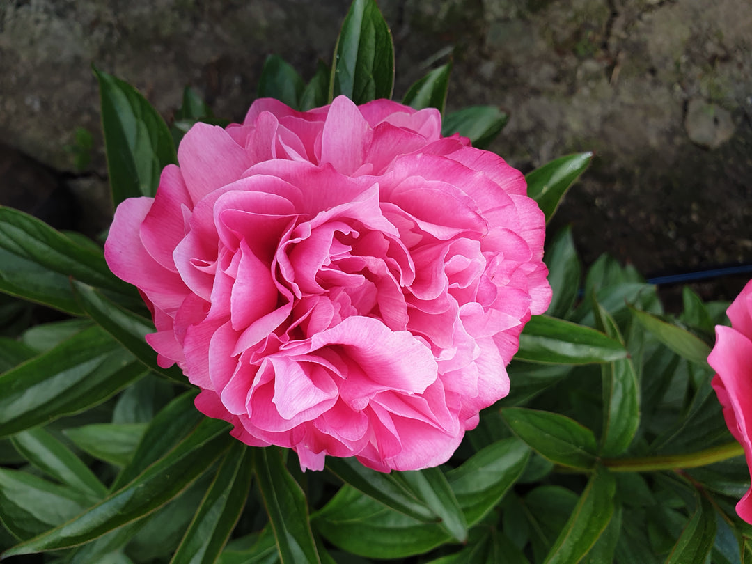 Peony 'Joker'