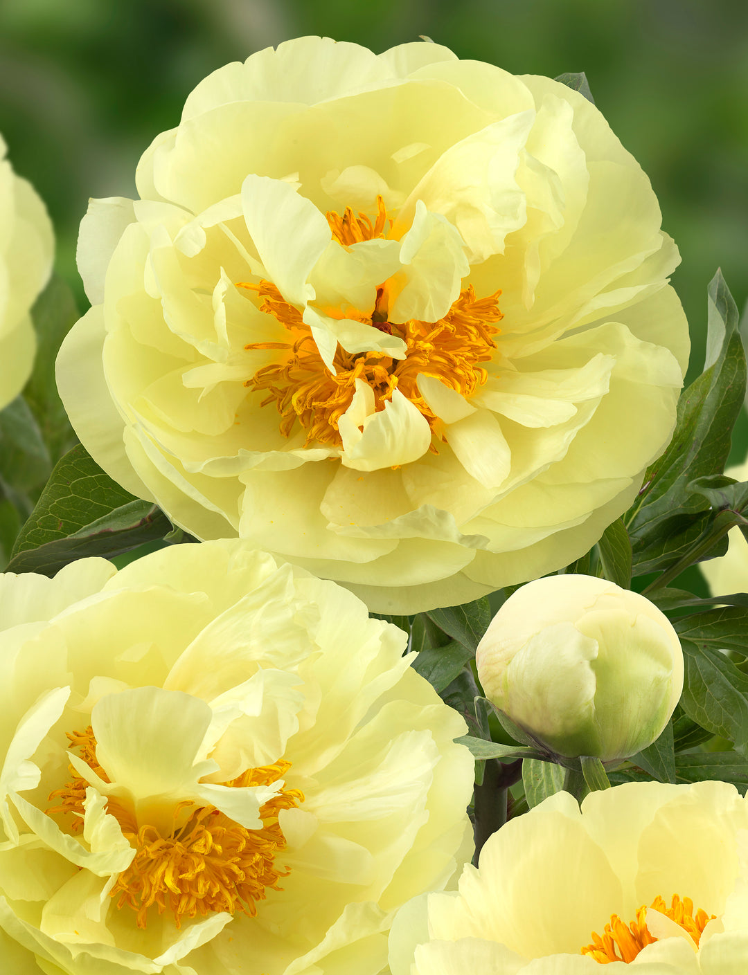 Peony 'Lemon Chiffon'