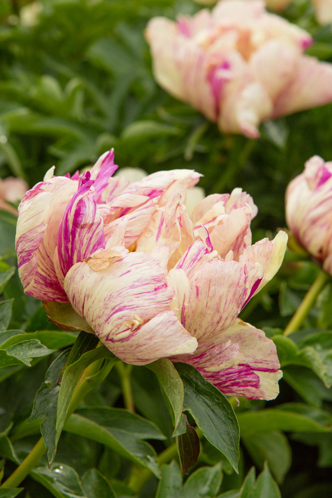 Peony, Itoh 'Lollipop'