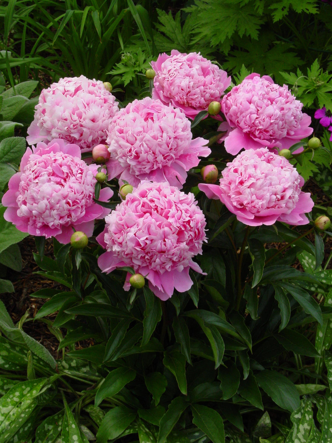 Peony 'Mons. Jules Elie'