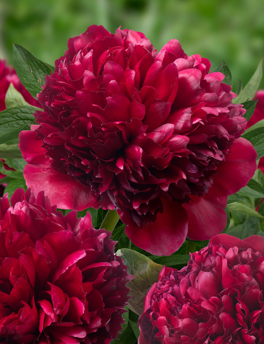 Peony 'Red Grace'