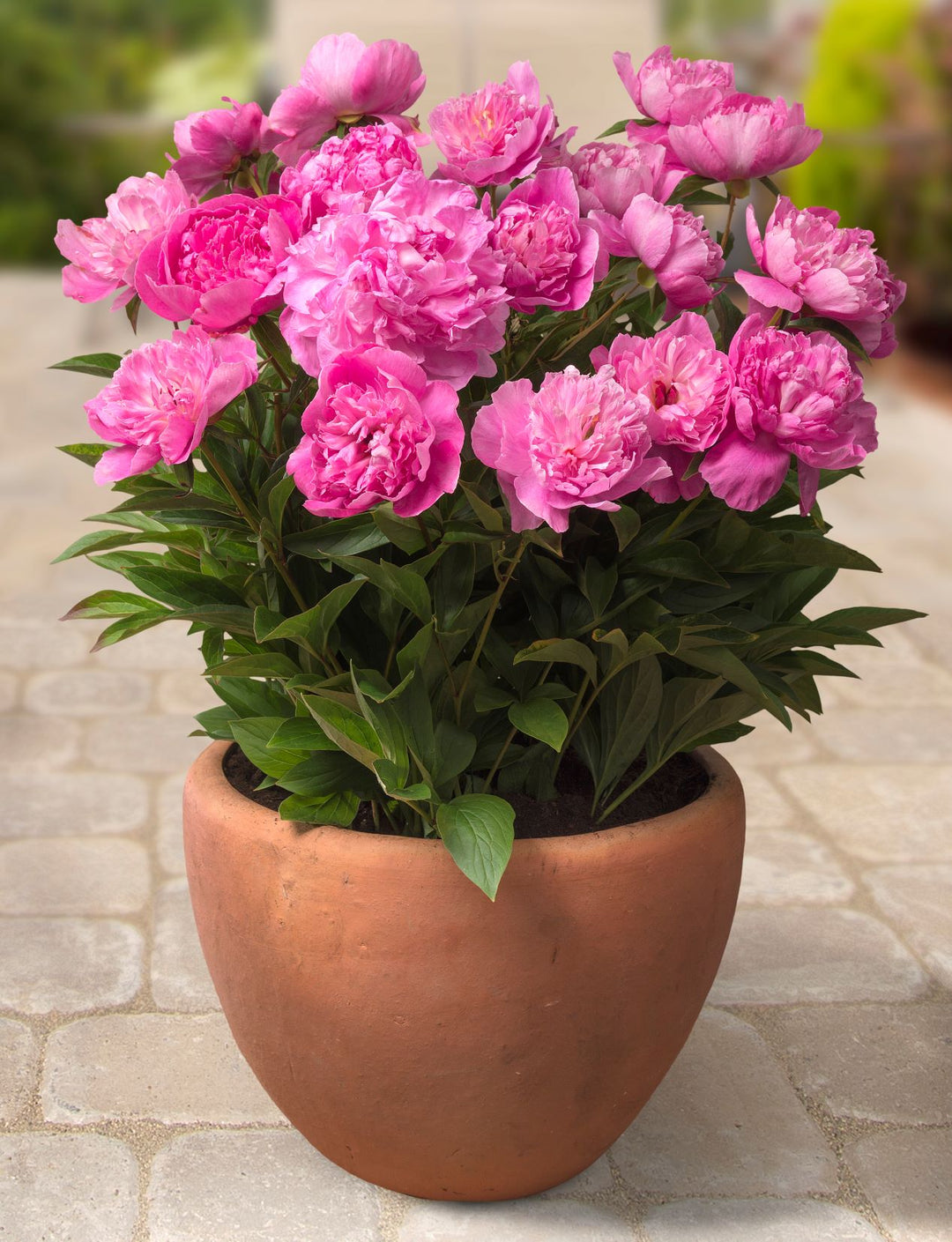 Peony 'Rome'