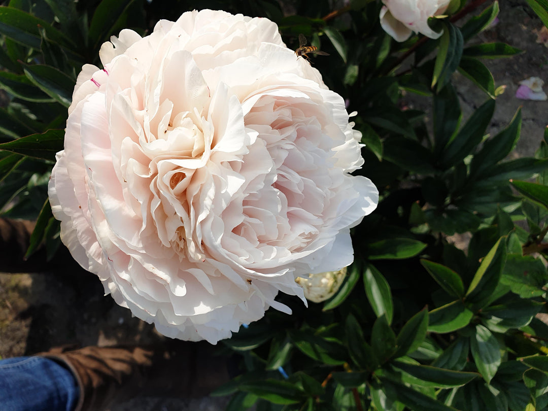 Peony 'Solange'