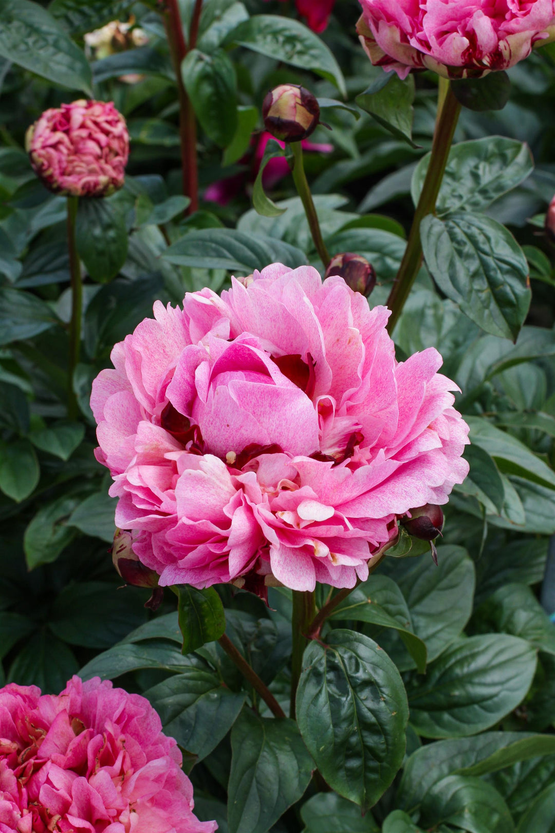 Peony 'The Fawn'