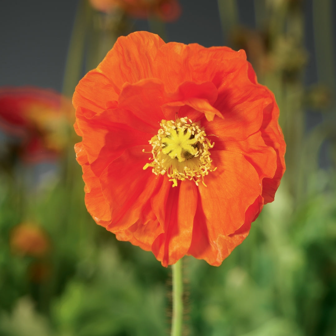 Poppy, Iceland 'Spring Fever Orange' – Greenland Garden Centre
