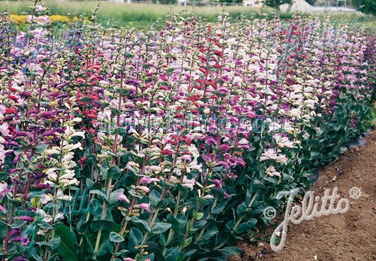 Penstemon grandiflorus 'Prairie Jewel' (beardtongue), mass of flowers.