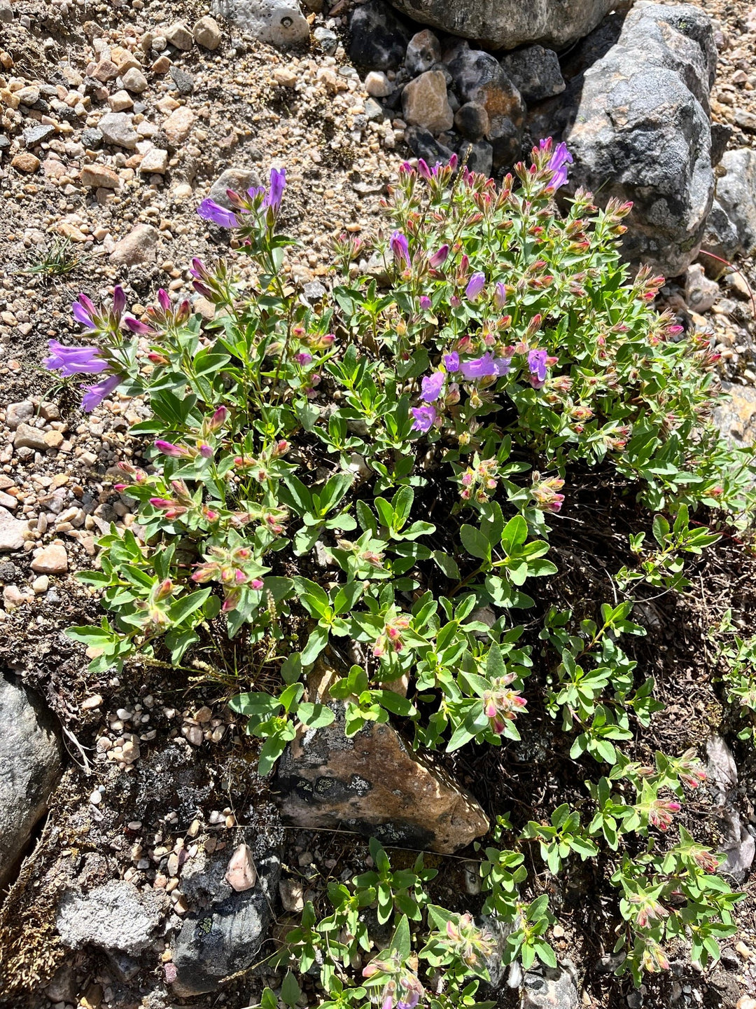 Penstemon fruticosus var. scouleri (littleleaf shrubby beardtongue), entire plant in bloom.