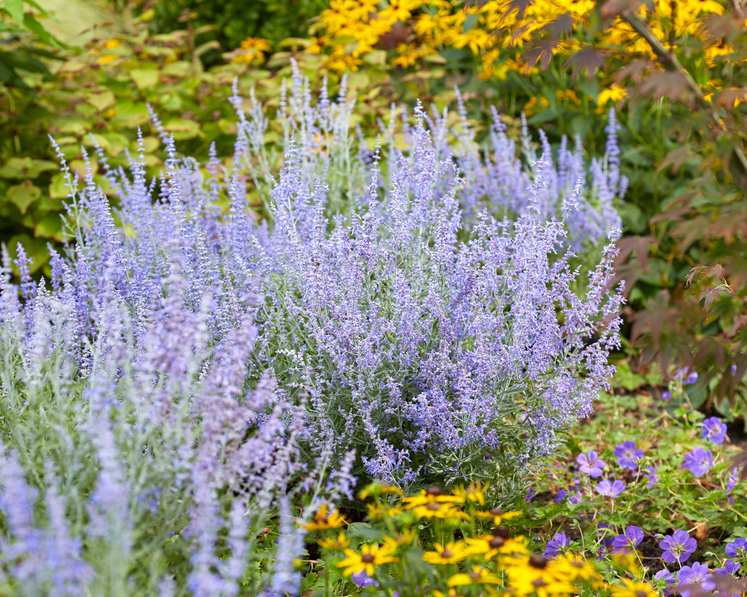 Russian Sage 'Lacey Blue'