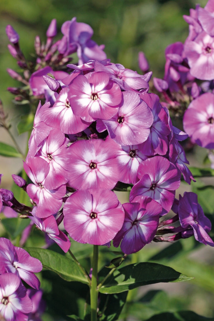 Phlox, Summer 'Laura'