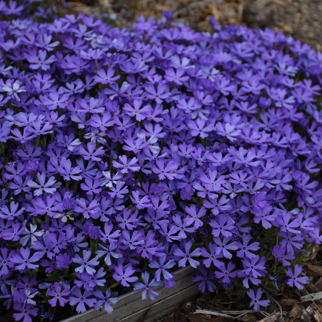 Phlox 'Violet Pinwheels'