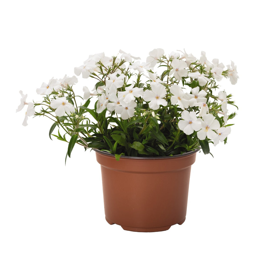 Phlox 'Woodlander White'