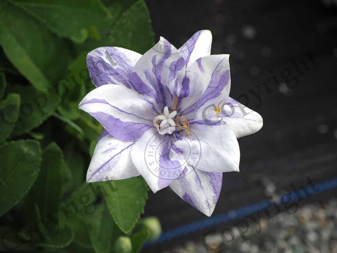 Platycodon grandiflorus 'Tie Dye Double' Mix (balloon flower), close-up of flower.