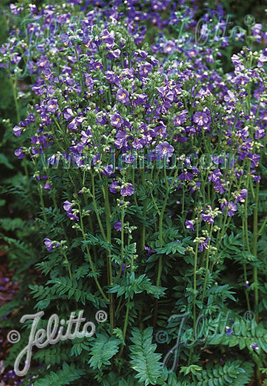 Jacob's Ladder 'Heavenly Habit'