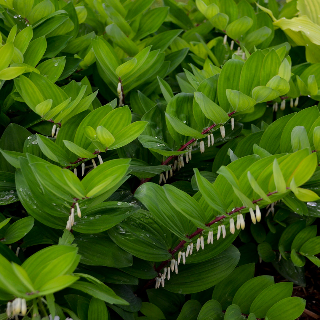 Solomon's Seal 'Ruby Slippers'