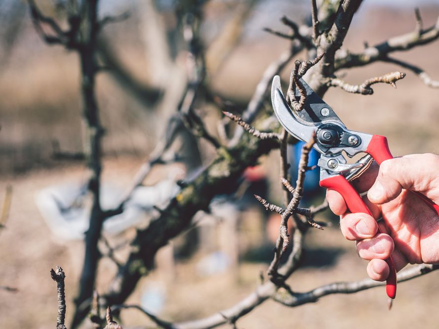 The Basics of Pruning - Sat. Apr. 12 (Multiple Times)